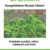 Grünkohl - Ausgefallene Rezept Ideen: Grünkohl schützt, nährt, vitalisiert und heilt - 1