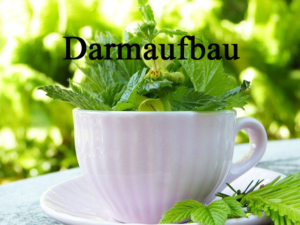 Darmaufbau